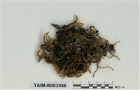 藏品(毛扭苔屬)的圖片